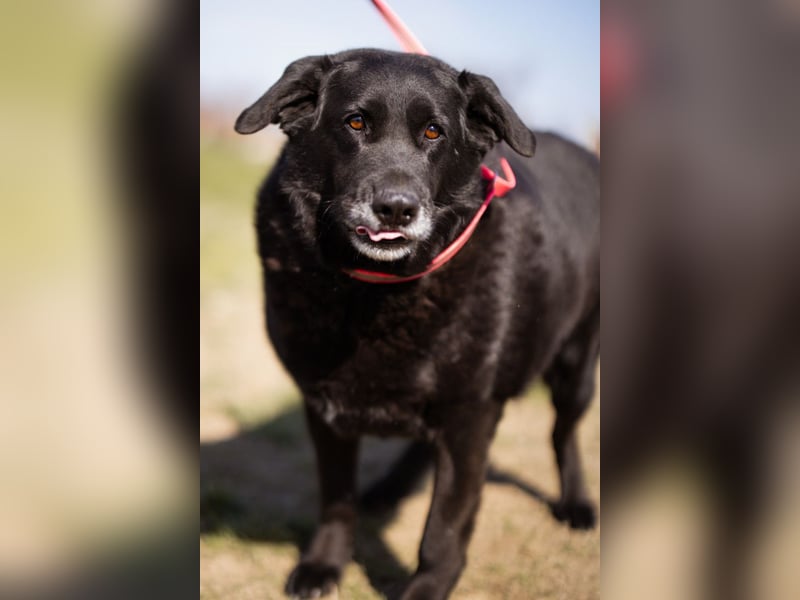 Neron ❤️ sanfter, ruhiger Schmuserüde