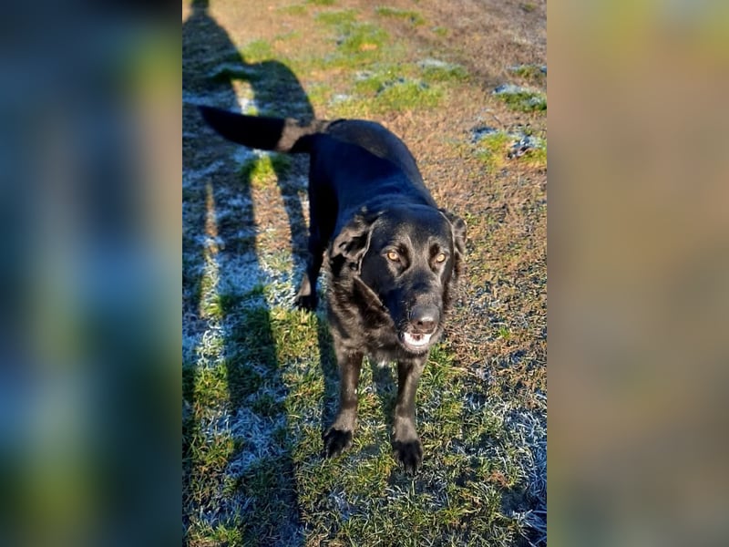 Neron ❤️ sanfter, ruhiger Schmuserüde