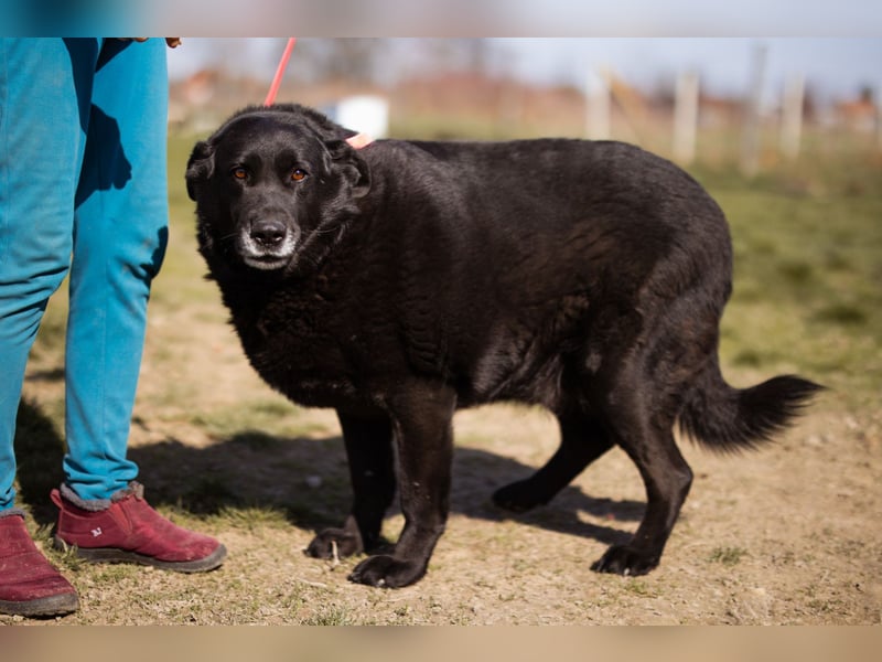 Neron ❤️ sanfter, ruhiger Schmuserüde