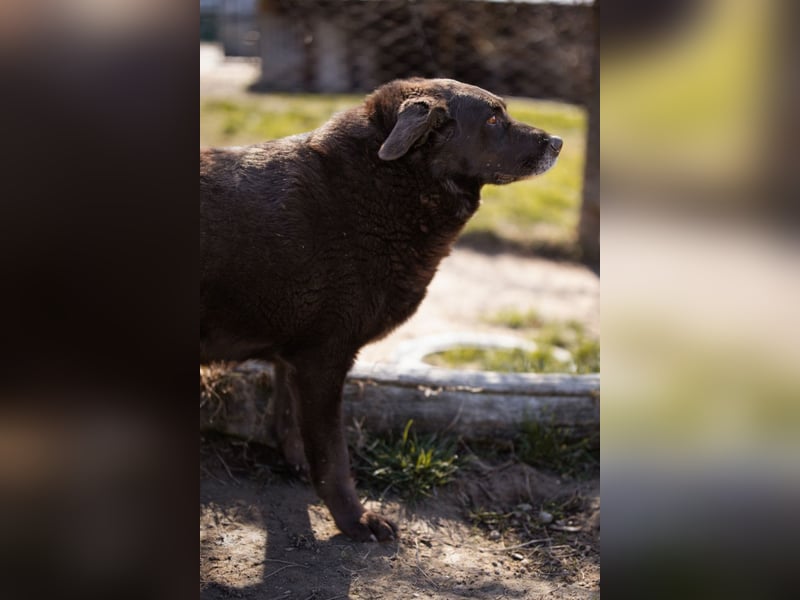 Neron ❤️ sanfter, ruhiger Schmuserüde