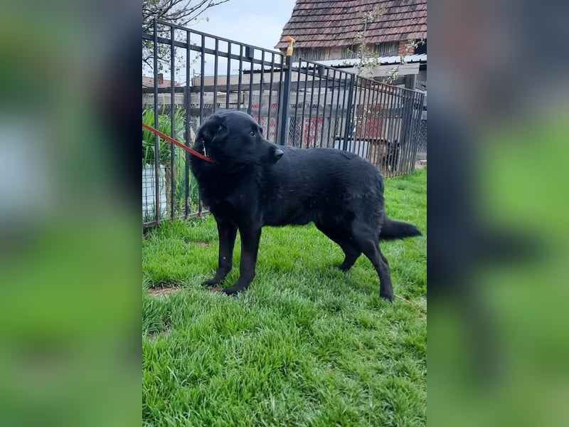 Neron ❤️ sanfter, ruhiger Schmuserüde