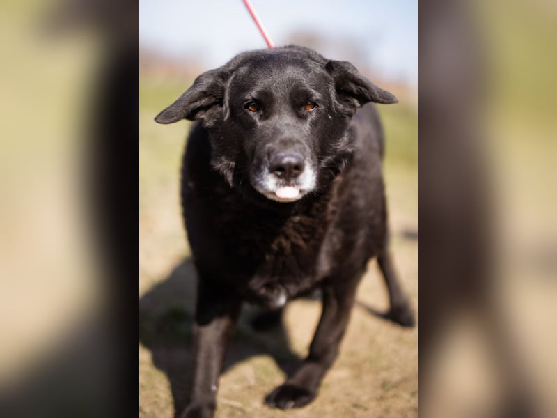 Neron ❤️ sanfter, ruhiger Schmuserüde