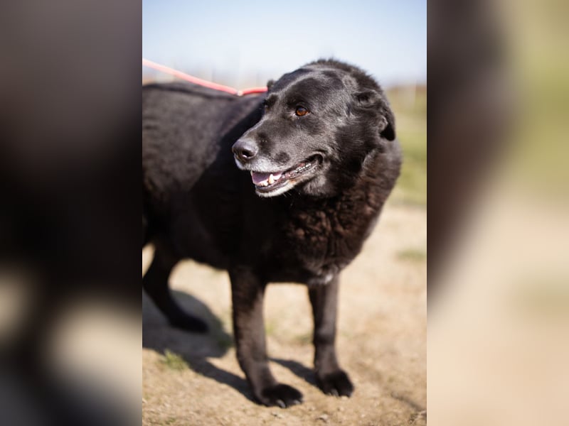 Neron ❤️ sanfter, ruhiger Schmuserüde