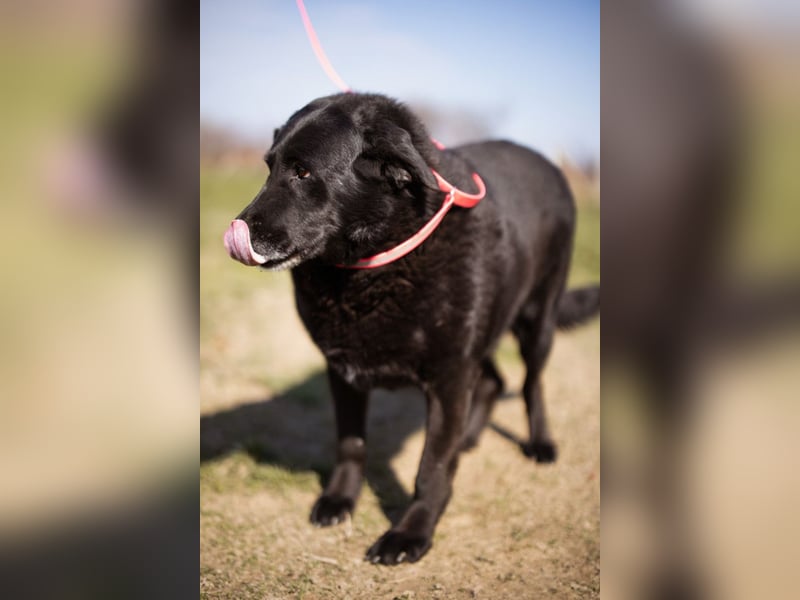 Neron ❤️ sanfter, ruhiger Schmuserüde