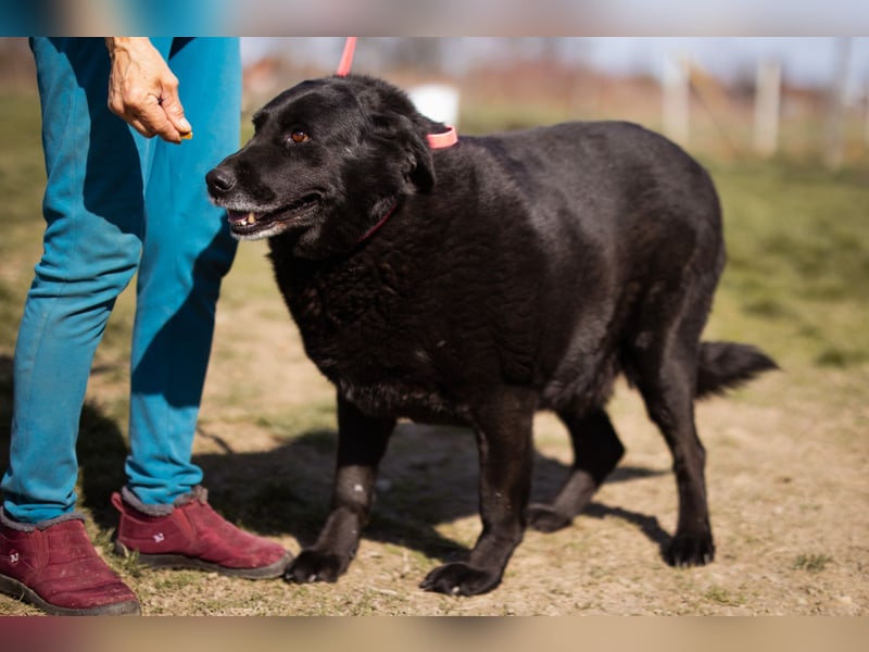 Neron ❤️ sanfter, ruhiger Schmuserüde