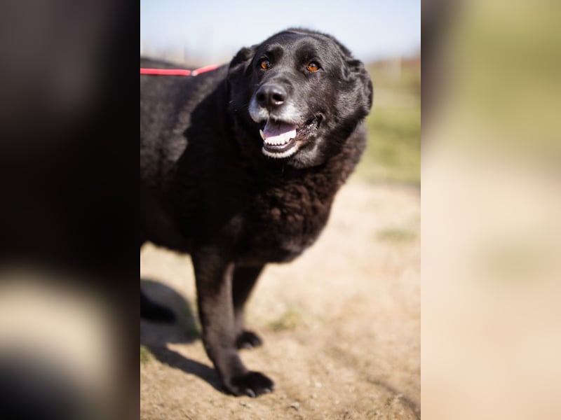 Neron ❤️ sanfter, ruhiger Schmuserüde