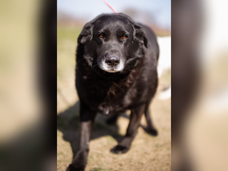 Neron ❤️ sanfter, ruhiger Schmuserüde