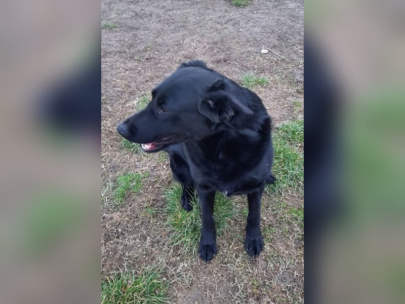 Neron ❤️ sanfter, ruhiger Schmuserüde