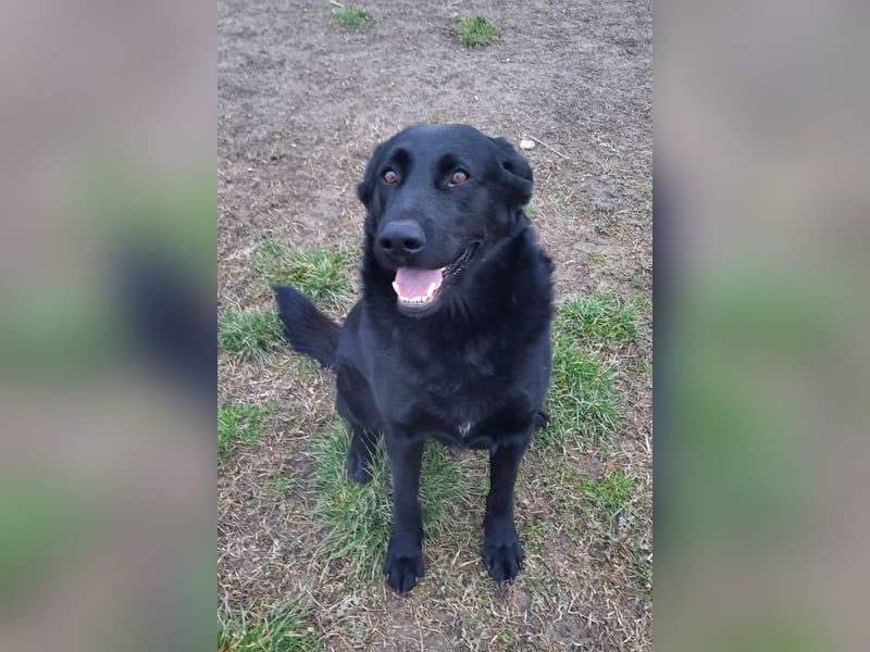 Neron ❤️ sanfter, ruhiger Schmuserüde