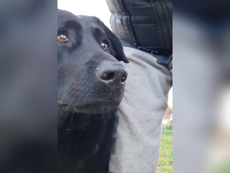 Neron ❤️ sanfter, ruhiger Schmuserüde