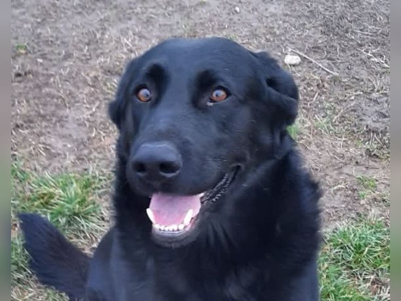 Neron ❤️ sanfter, ruhiger Schmuserüde