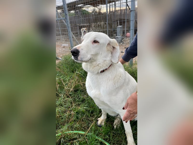 Perla - sanftmütig und aktiv