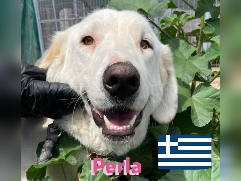 Perla - sanftmütig und aktiv