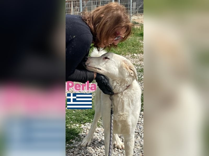 Perla - sanftmütig und aktiv