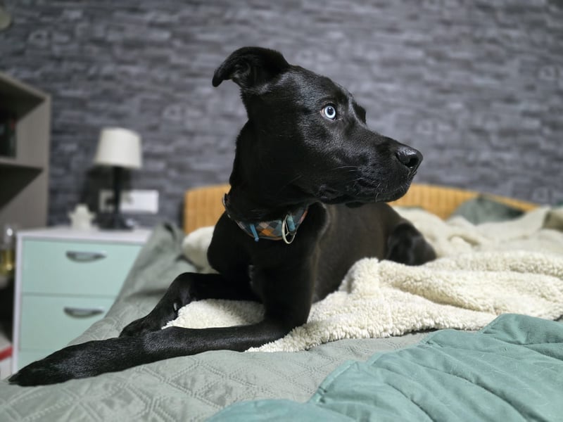 LINO ❤️ liebevolle Boxer Labrador Schönheit