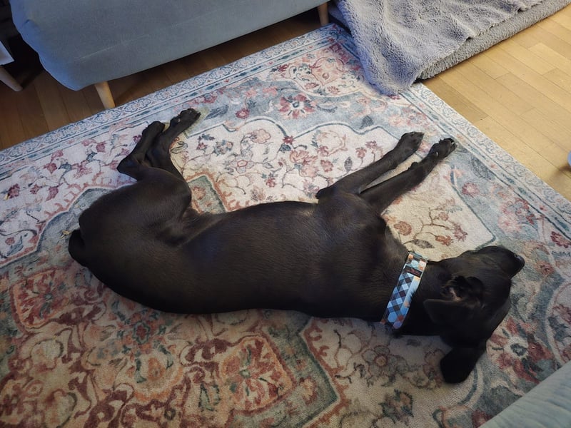 LINO ❤️ liebevolle Boxer Labrador Schönheit