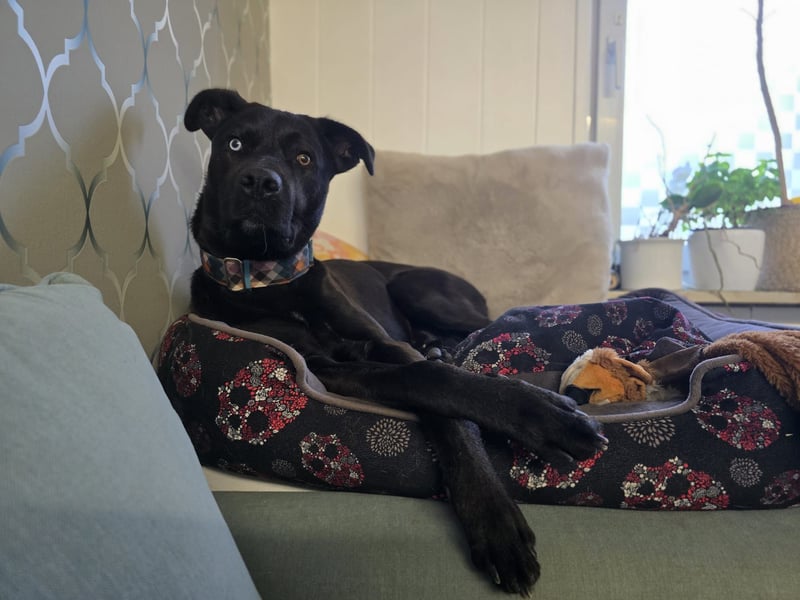 LINO ❤️ liebevolle Boxer Labrador Schönheit