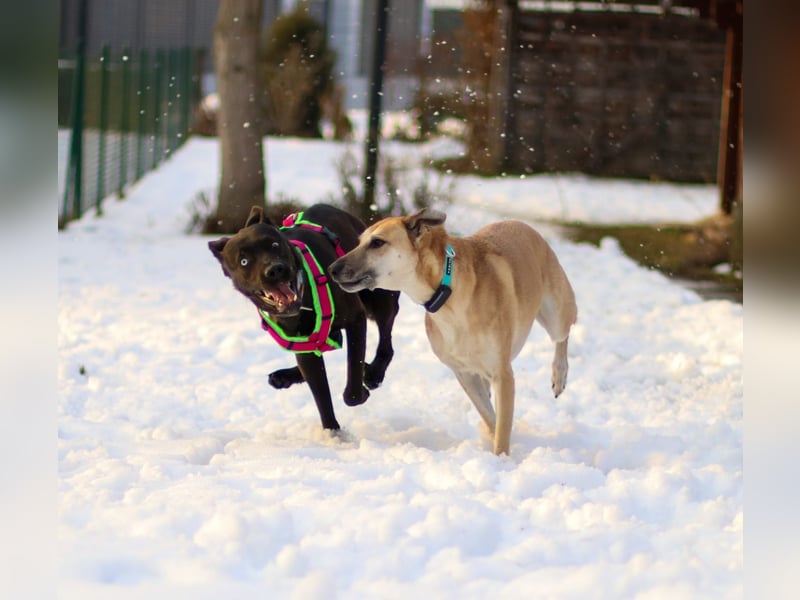 LINO ❤️ liebevolle Boxer Labrador Schönheit