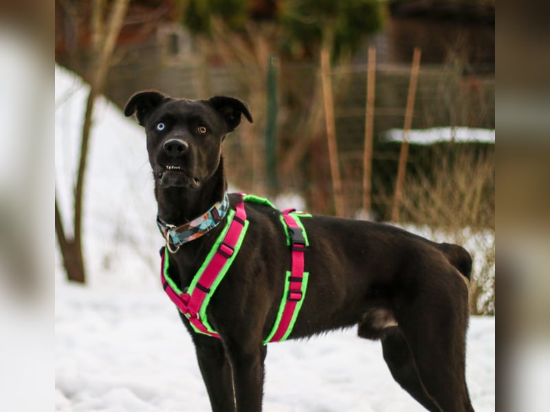 LINO ❤️ liebevolle Boxer Labrador Schönheit