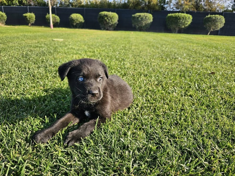 LINO ❤️ liebevolle Boxer Labrador Schönheit