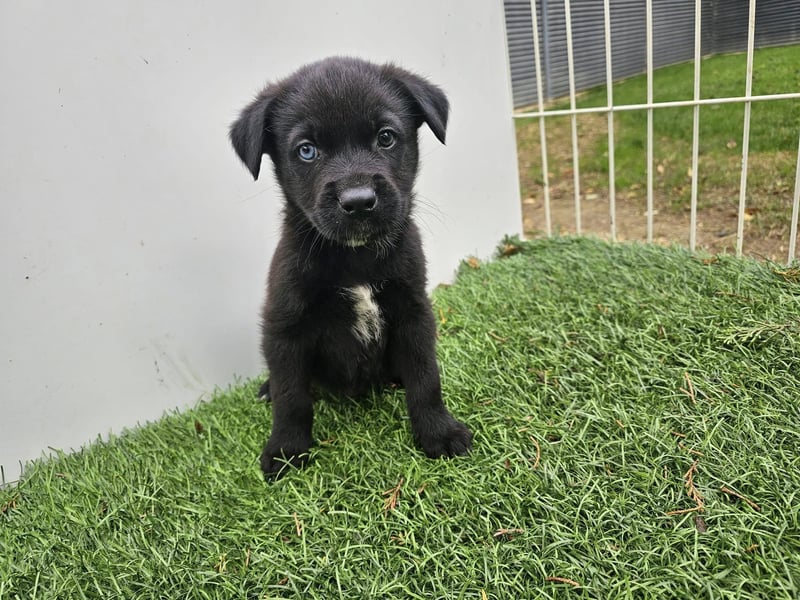 LINO ❤️ liebevolle Boxer Labrador Schönheit