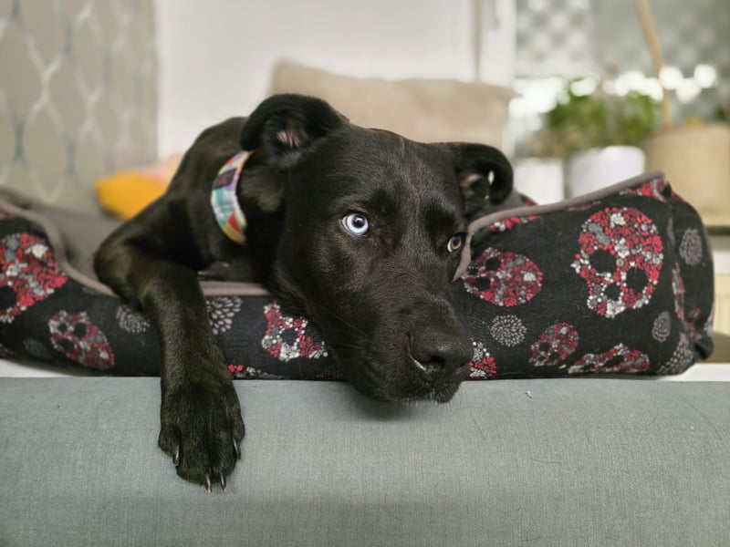 LINO ❤️ liebevolle Boxer Labrador Schönheit