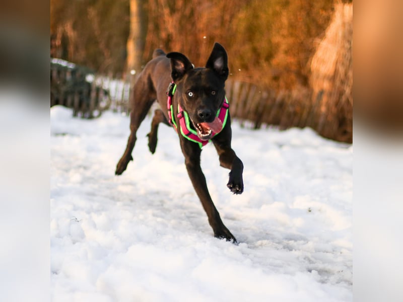 LINO ❤️ liebevolle Boxer Labrador Schönheit