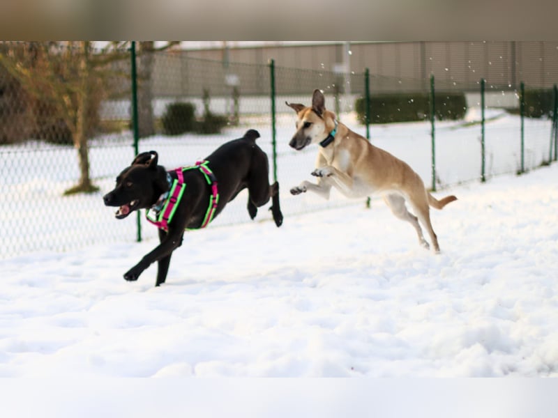 LINO ❤️ liebevolle Boxer Labrador Schönheit