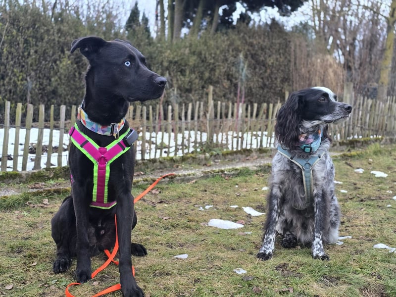 LINO ❤️ liebevolle Boxer Labrador Schönheit