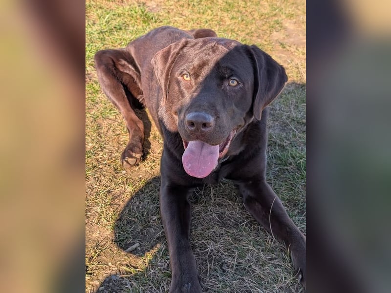 Labrador Deckrüde - zuchttauglich, gesundheitlich untersucht, genetisch analysiert mit Ahnentafel