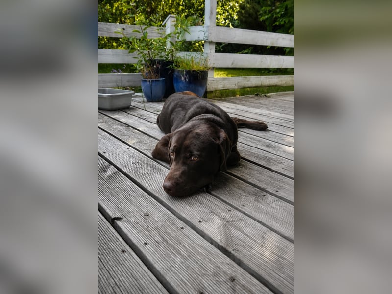 Labrador Deckrüde - zuchttauglich, gesundheitlich untersucht, genetisch analysiert mit Ahnentafel