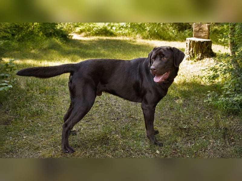 Labrador Deckrüde - zuchttauglich, gesundheitlich untersucht, genetisch analysiert mit Ahnentafel