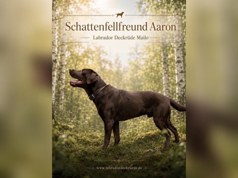 Labrador Deckrüde - zuchttauglich, gesundheitlich untersucht, genetisch analysiert mit Ahnentafel