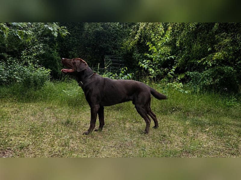Labrador Deckrüde - zuchttauglich, gesundheitlich untersucht, genetisch analysiert mit Ahnentafel