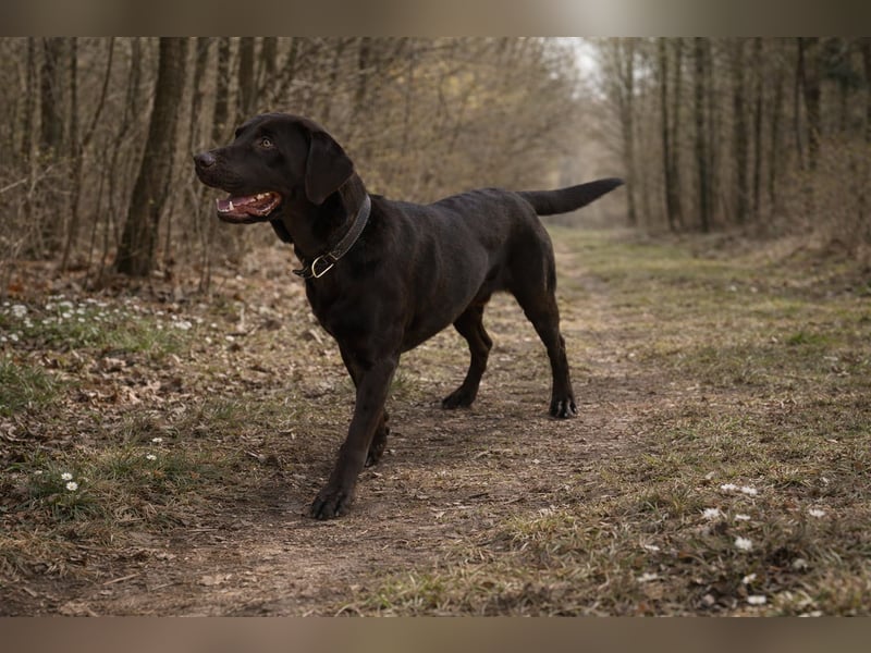 Labrador Deckrüde - zuchttauglich, gesundheitlich untersucht, genetisch analysiert mit Ahnentafel