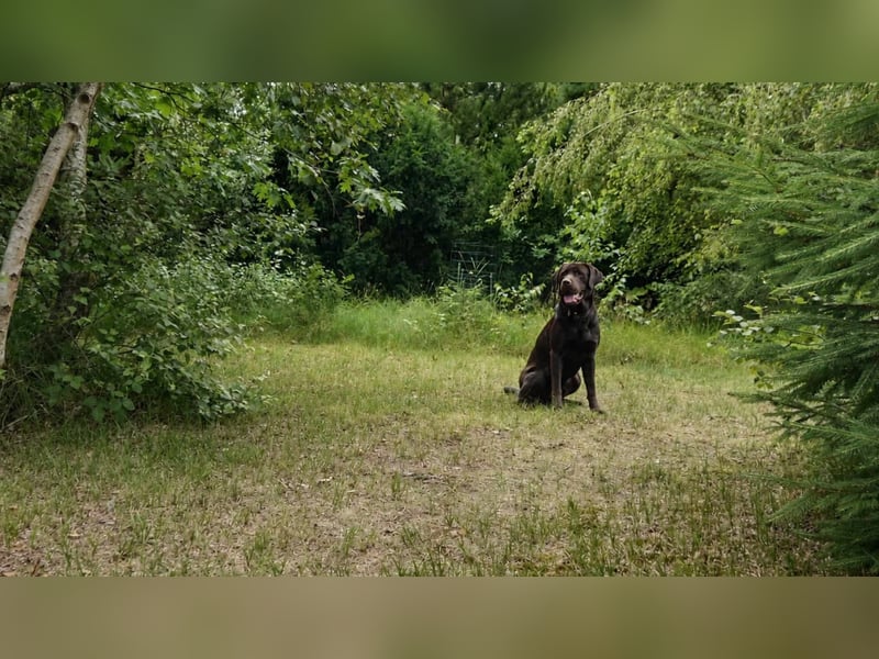 Labrador Deckrüde - zuchttauglich, gesundheitlich untersucht, genetisch analysiert mit Ahnentafel