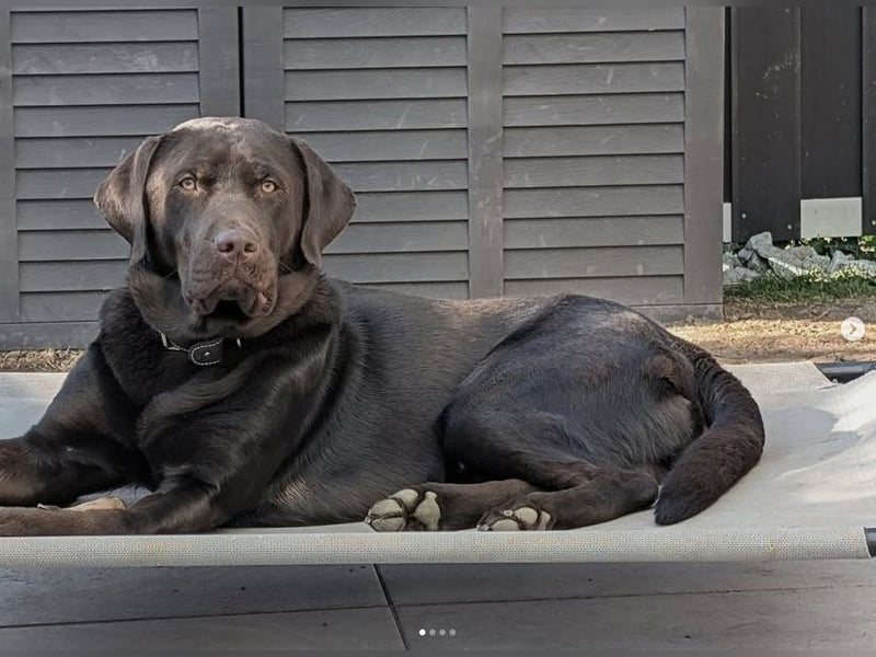 Labrador Deckrüde - zuchttauglich, gesundheitlich untersucht, genetisch analysiert mit Ahnentafel