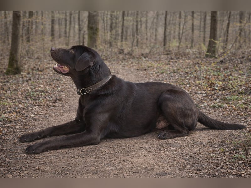 Labrador Deckrüde - zuchttauglich, gesundheitlich untersucht, genetisch analysiert mit Ahnentafel