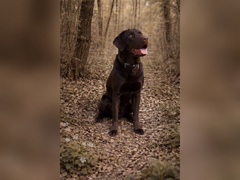 Labrador Deckrüde - zuchttauglich, gesundheitlich untersucht, genetisch analysiert mit Ahnentafel