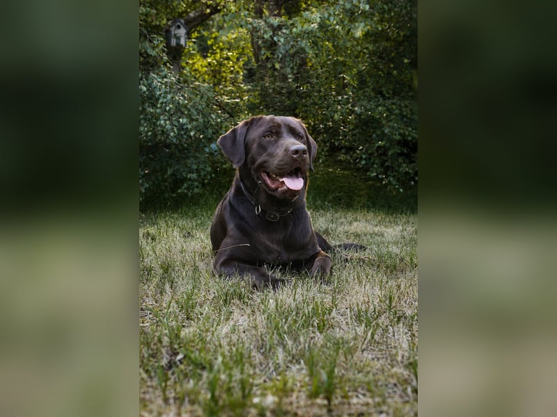 Labrador Deckrüde - zuchttauglich, gesundheitlich untersucht, genetisch analysiert mit Ahnentafel