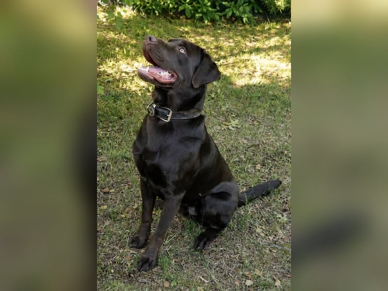 Labrador Deckrüde - zuchttauglich, gesundheitlich untersucht, genetisch analysiert mit Ahnentafel