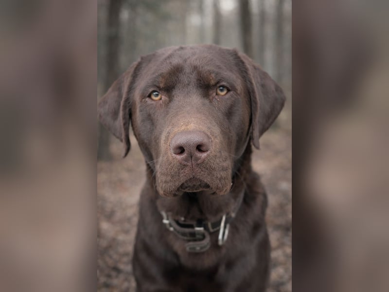 Labrador Deckrüde - zuchttauglich, gesundheitlich untersucht, genetisch analysiert mit Ahnentafel