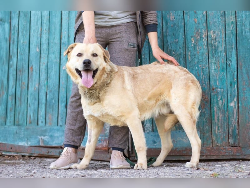 Großer Bär Hank wartet auf seine Menschen (Ukraine)