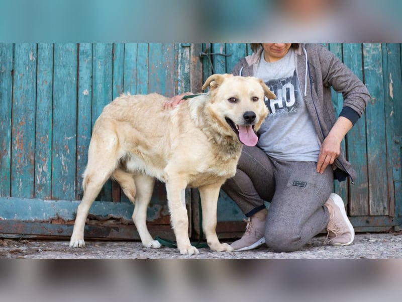 Großer Bär Hank wartet auf seine Menschen (Ukraine)