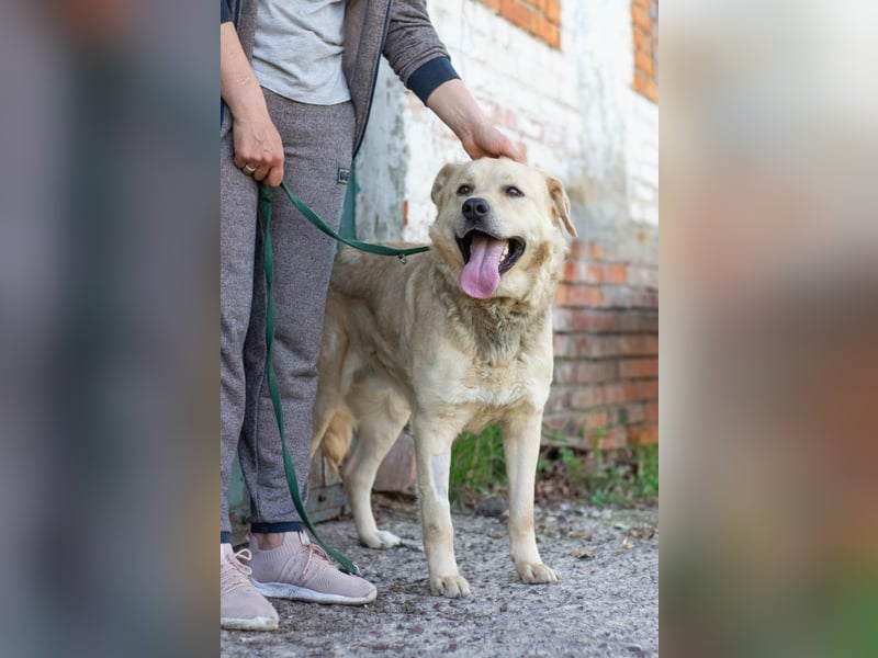 Großer Bär Hank wartet auf seine Menschen (Ukraine)