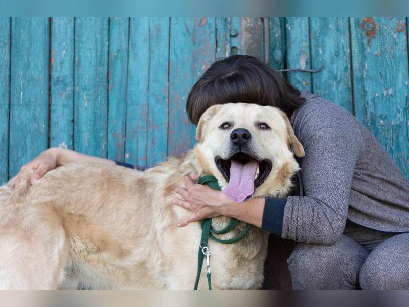 Großer Bär Hank wartet auf seine Menschen (Ukraine)