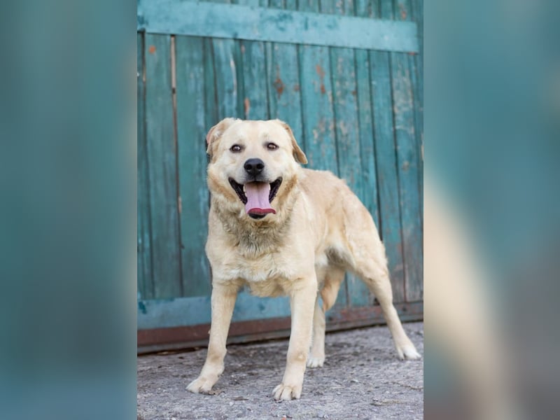 Großer Bär Hank wartet auf seine Menschen (Ukraine)