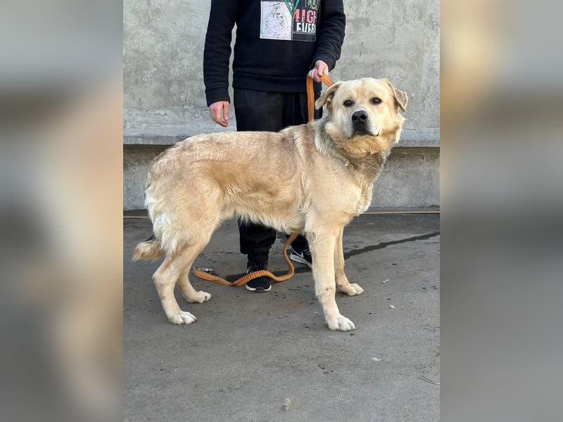 Großer Bär Hank wartet auf seine Menschen (Ukraine)