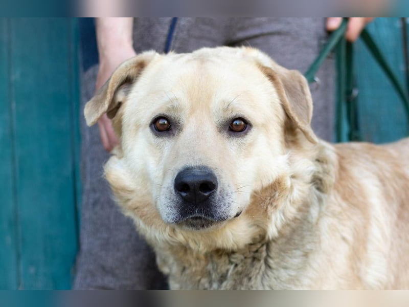 Großer Bär Hank wartet auf seine Menschen (Ukraine)