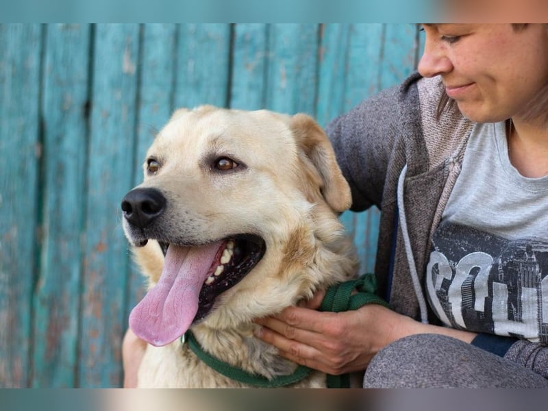 Großer Bär Hank wartet auf seine Menschen (Ukraine)